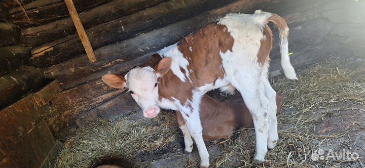 Продам бычка