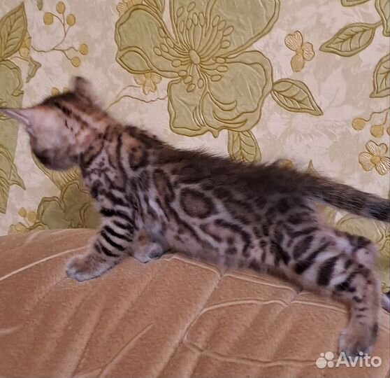 Бенгальский котенок мальчик
