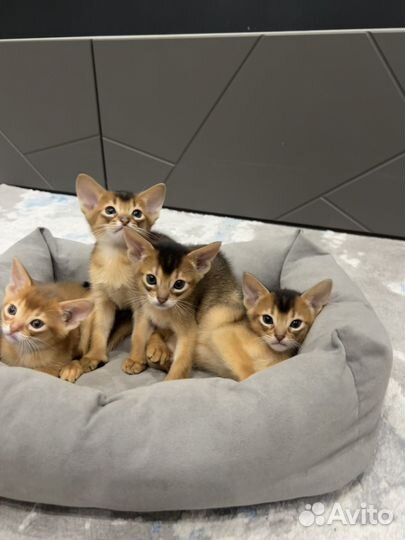 Абиссинские котята