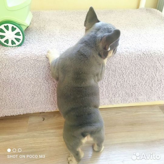 Французики