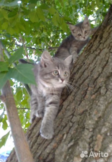 Котята