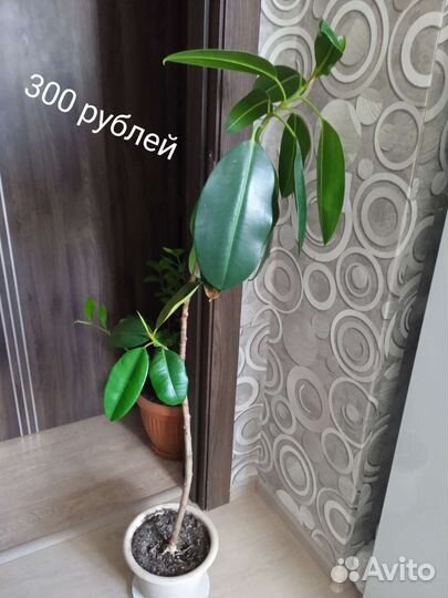 Комнатные цветы