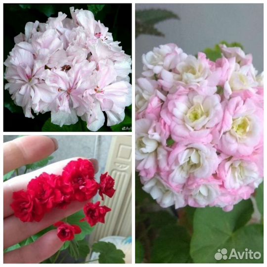 Пеларгония герань Набор