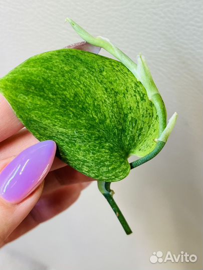 Сциндапсусы