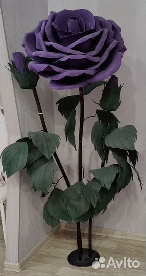 Ростовой цветок-Роза