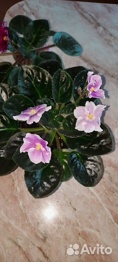 Сортовые фиалки