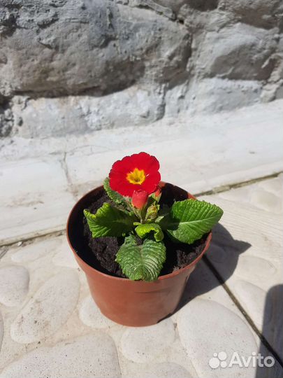 Примула сортовая