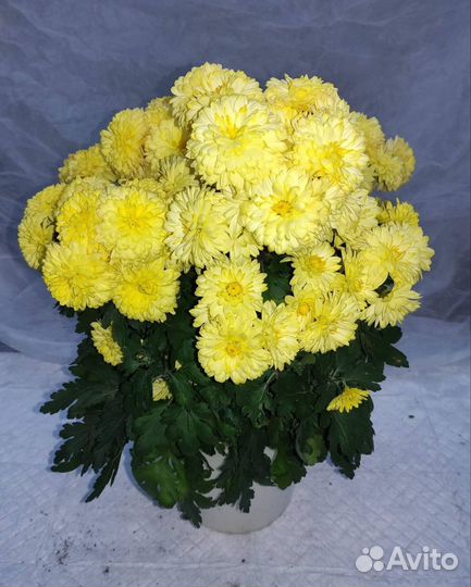 Хризантема кустовая