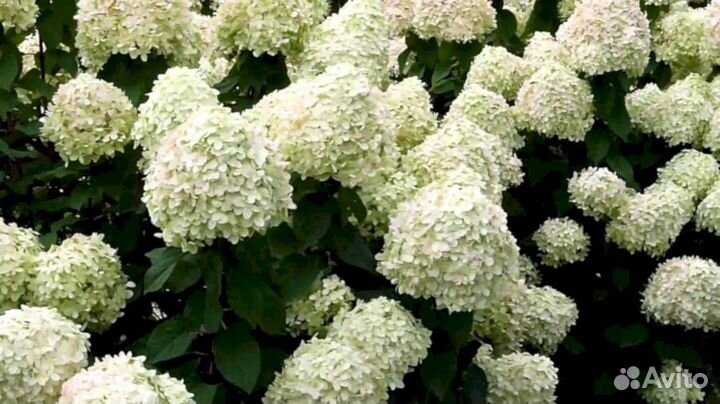 Гортензия Грандифлора