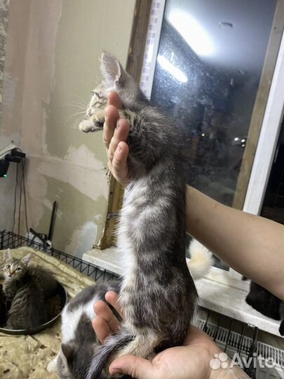 Котята в приюте