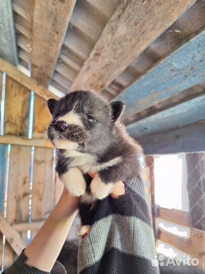 Отдам в добрые руки
