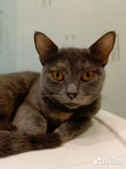 Кошка