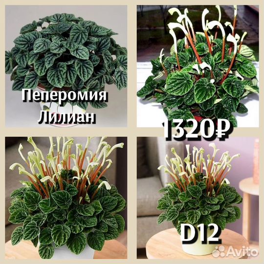 Пеперомия сорт