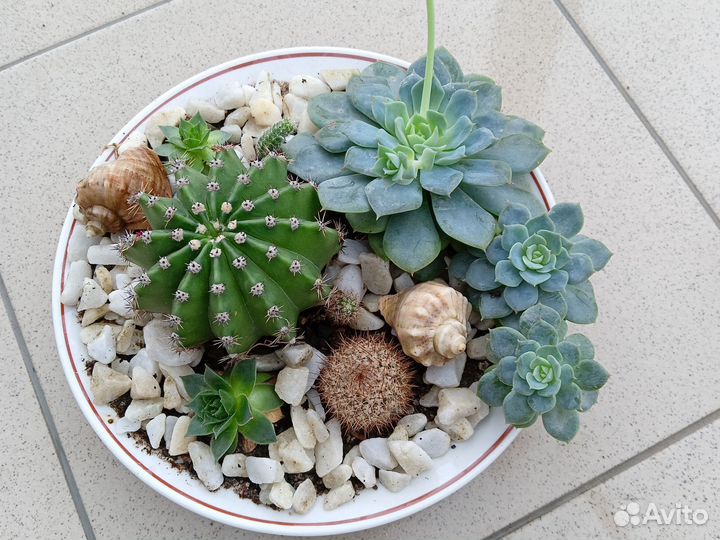 Кактусы и суккуленты