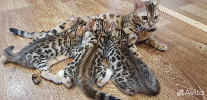 Бенгальские котята