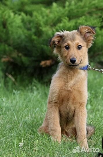 Щенок в добрые руки