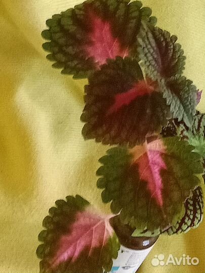 Колеусы вегетативные