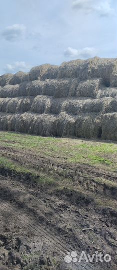 Продам сено в рулонах