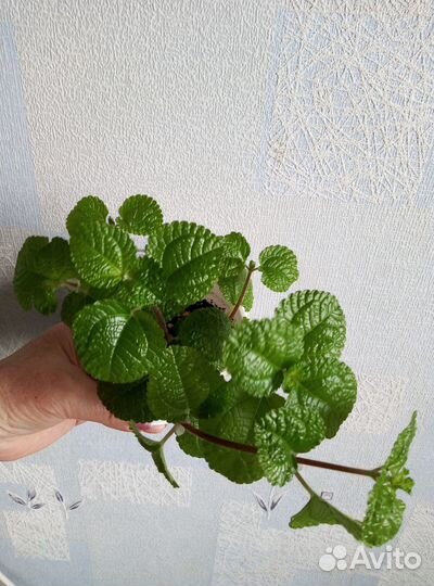 Домашние цветы