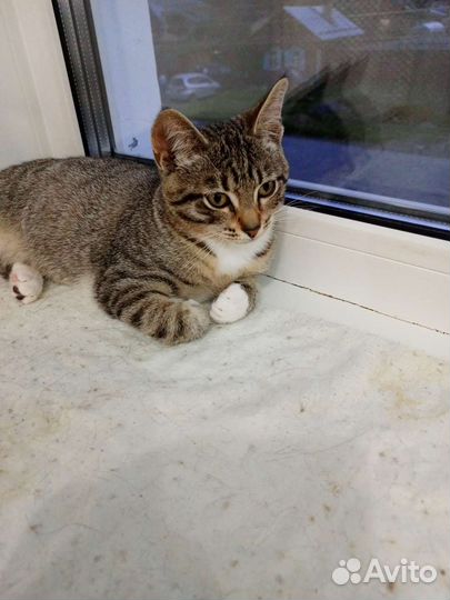 Котята короткошерстные