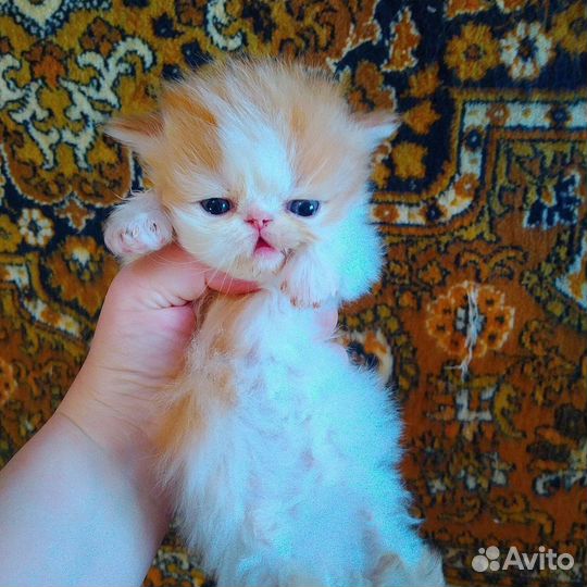 Персидские котята