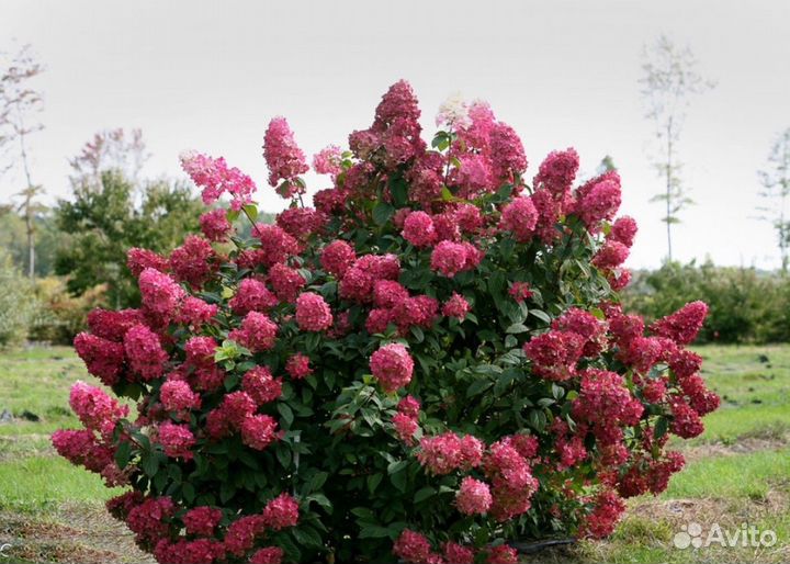 Гортензия вимс ред