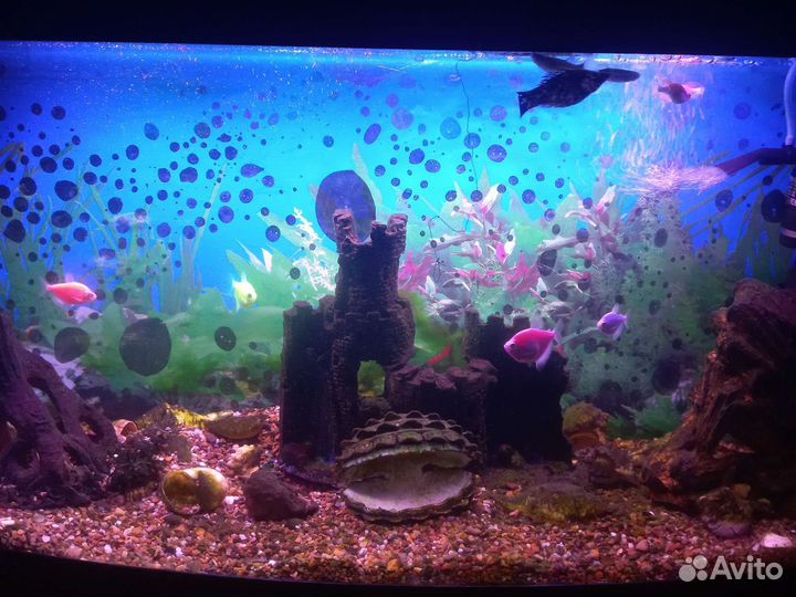 Аквариум на 100 литров