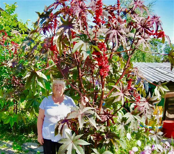 Семена клещевины