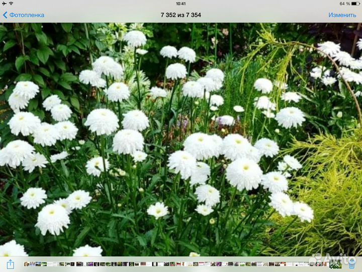 Многолетники