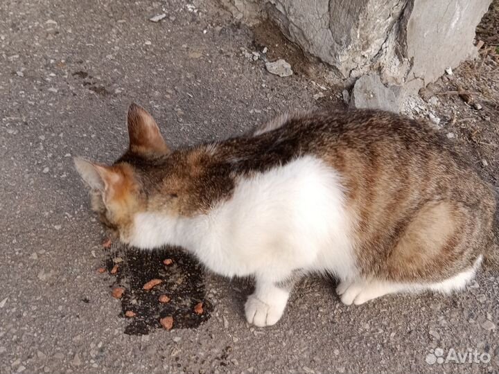 Нашли кошечку, ищем хозяев