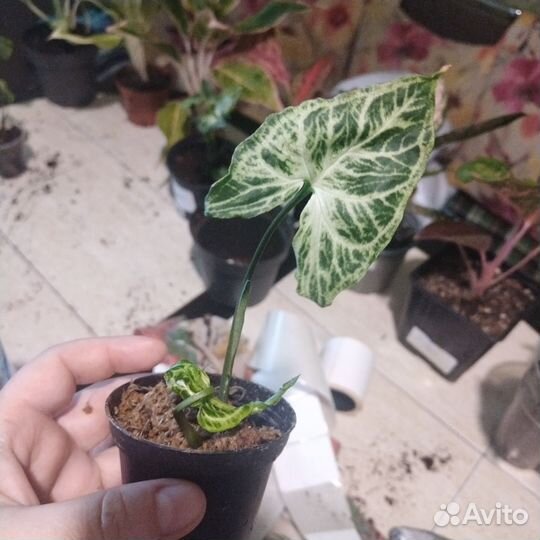 Сингониум Golden Venation