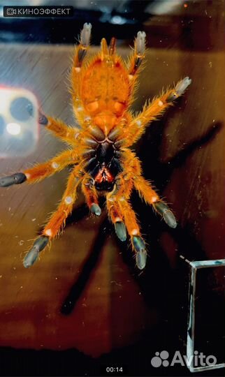 Паук Птицеед Pterinochilus murinus (Самка)