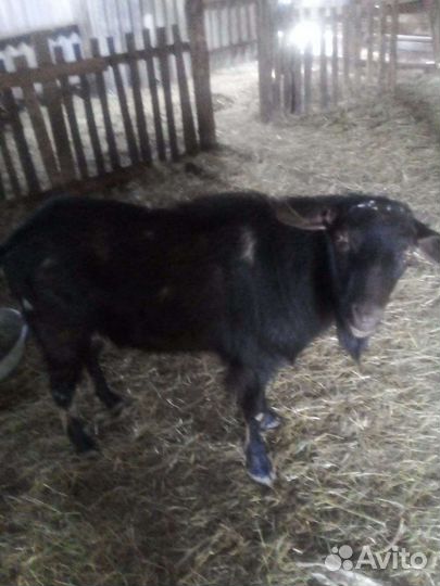 Козел и козлята