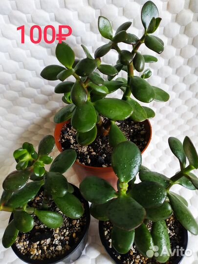 Хойя, крассула