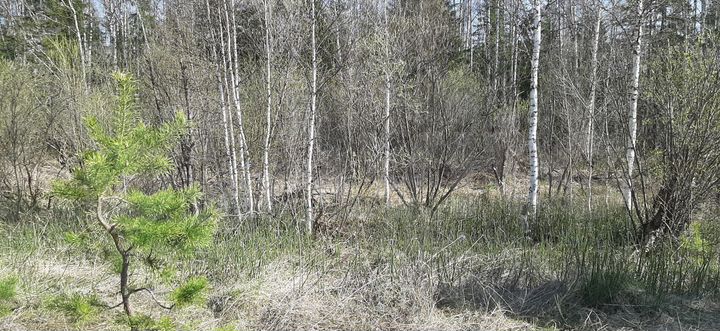 Участок 15 сот. (СНТ, ДНП)