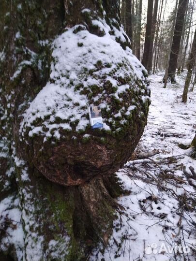 Сувель березовый