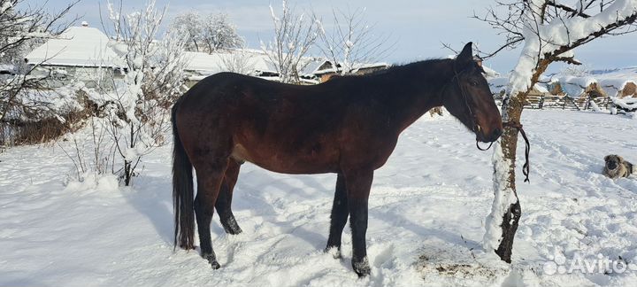 Мерин на мясо