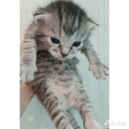 Шотландские котята
