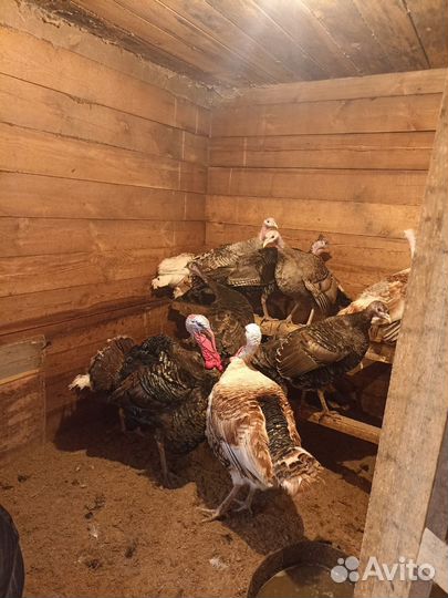 Инкубационное яйцо индейки