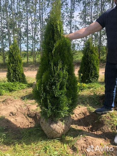 Туя Смарагд оптом от 20шт