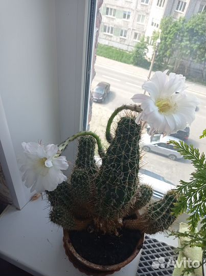 Кактус детки