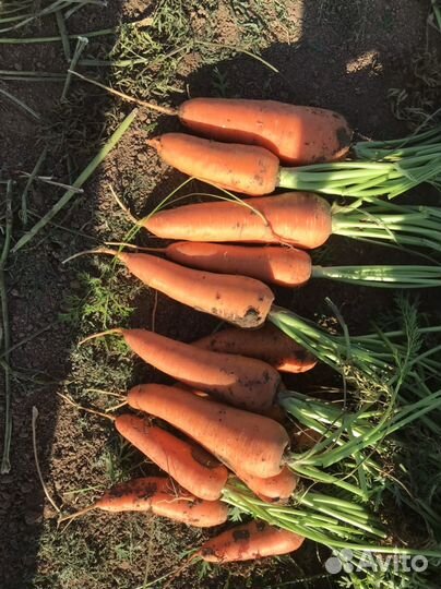 Морковь оптом