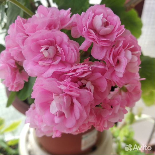 Пеларгония герань