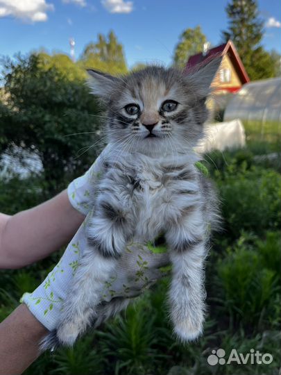 Кошки в добрые руки бесплатно