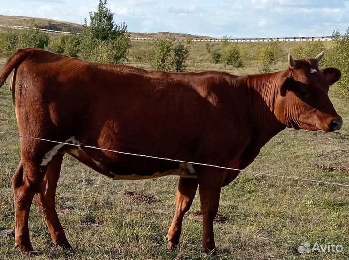 Айрширская тёлка