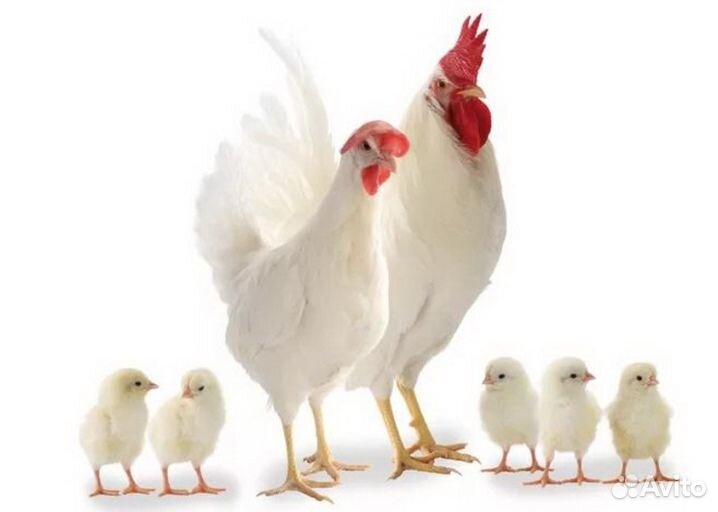 Инкубационное яйцо белой несушки (Леггорн)