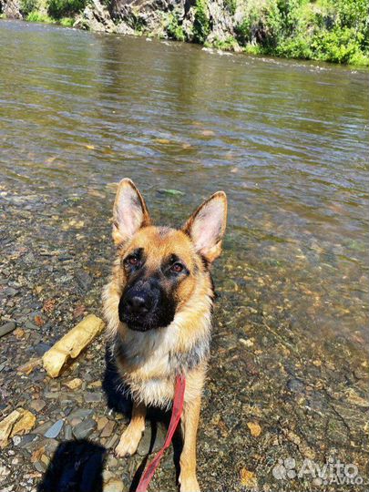 Зоогостиница для животных