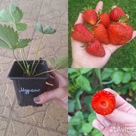 Рассада клубники мурано