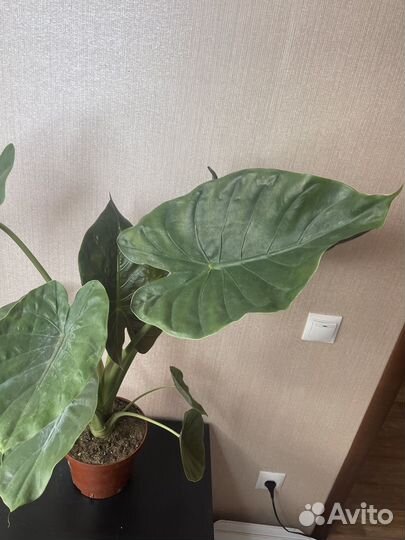 Алоказия комнатные цветы
