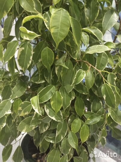 Фикус бенджамина пестролистный